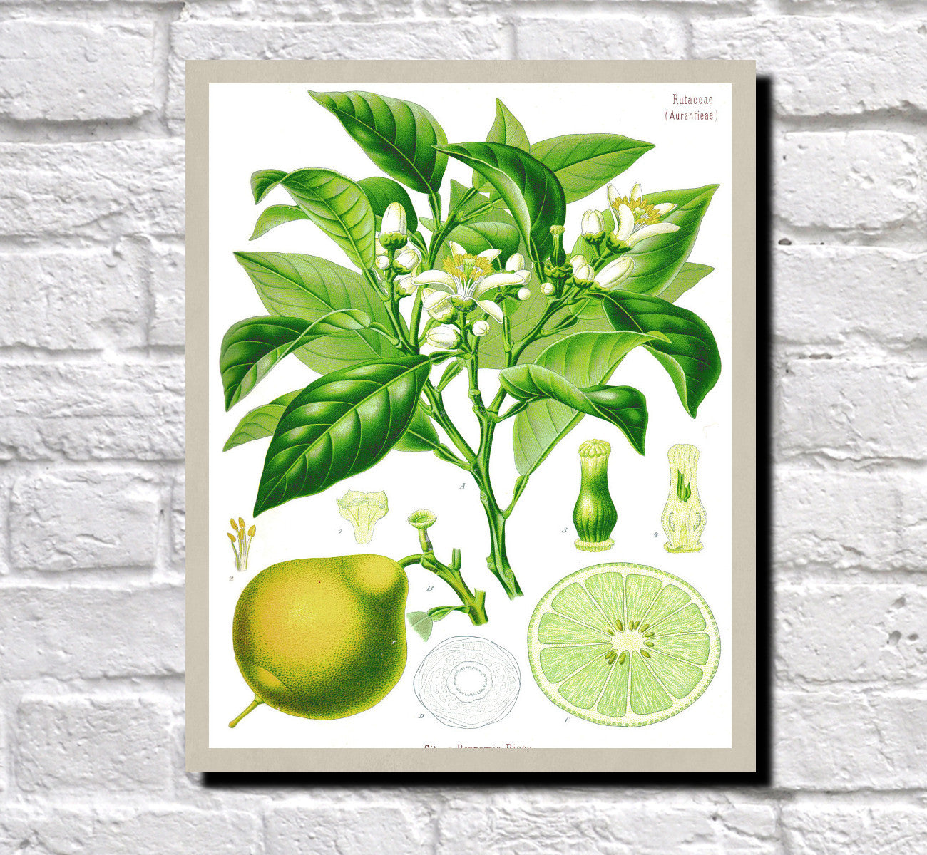 Bergamot Print Vintage Book Plate Poster Art Botanical Illustration