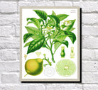 Bergamot Print Vintage Book Plate Poster Art Botanical Illustration