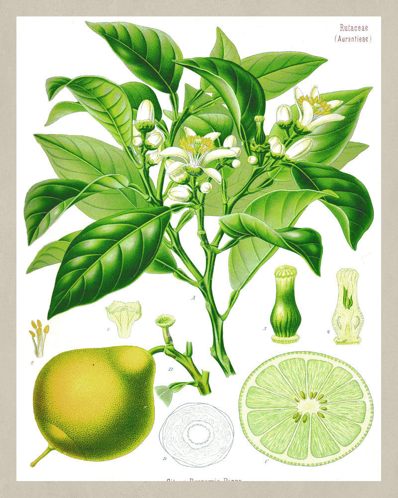 Bergamot Print Vintage Book Plate Poster Art Botanical Illustration
