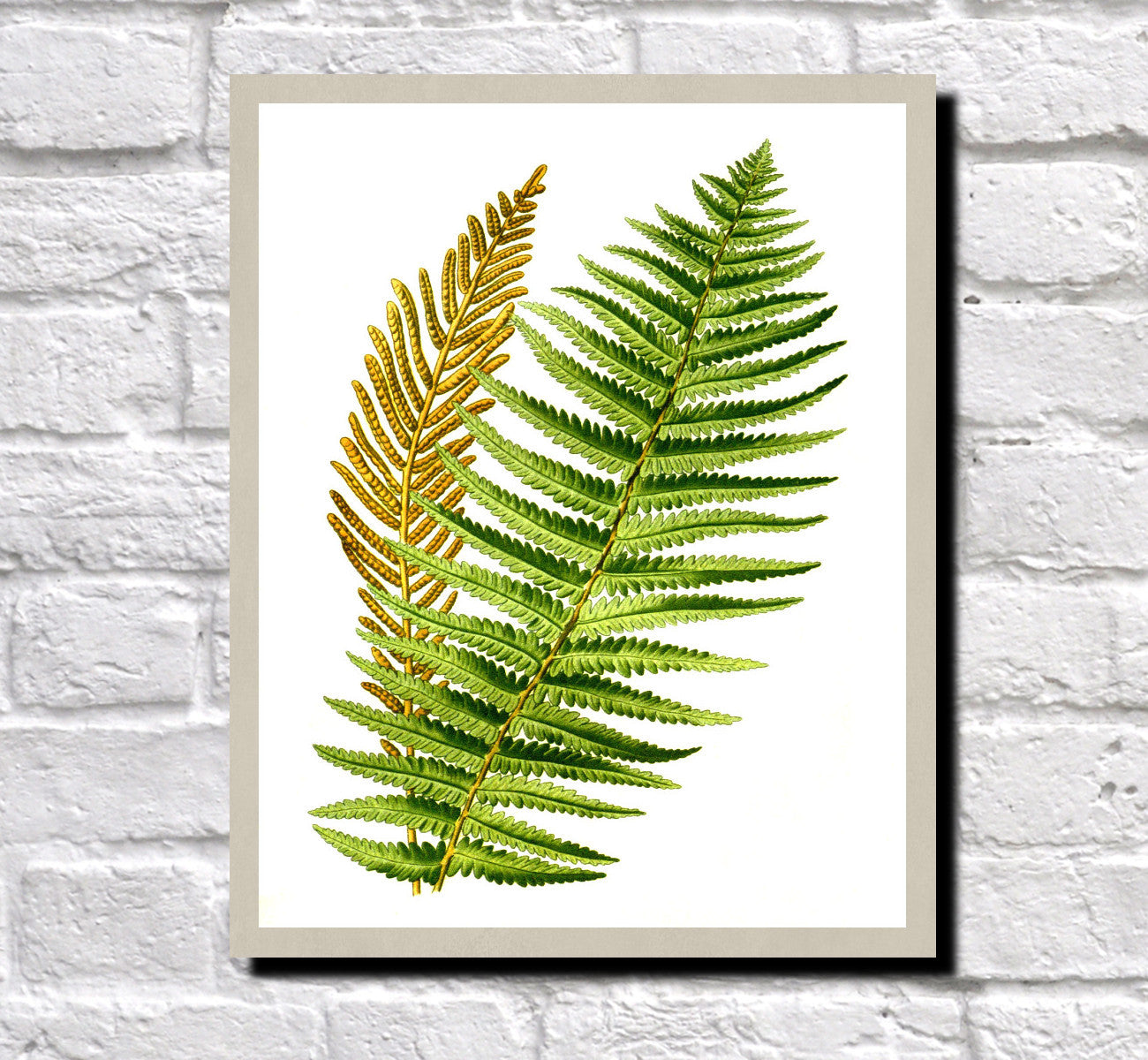Ostrich Fern Print Vintage Book Plate Poster Art Botanical Illustration