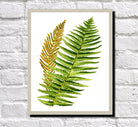 Ostrich Fern Print Vintage Book Plate Poster Art Botanical Illustration
