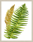 Ostrich Fern Print Vintage Book Plate Poster Art Botanical Illustration