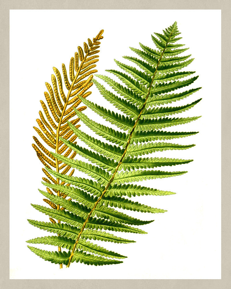 Ostrich Fern Print Vintage Book Plate Poster Art Botanical Illustration