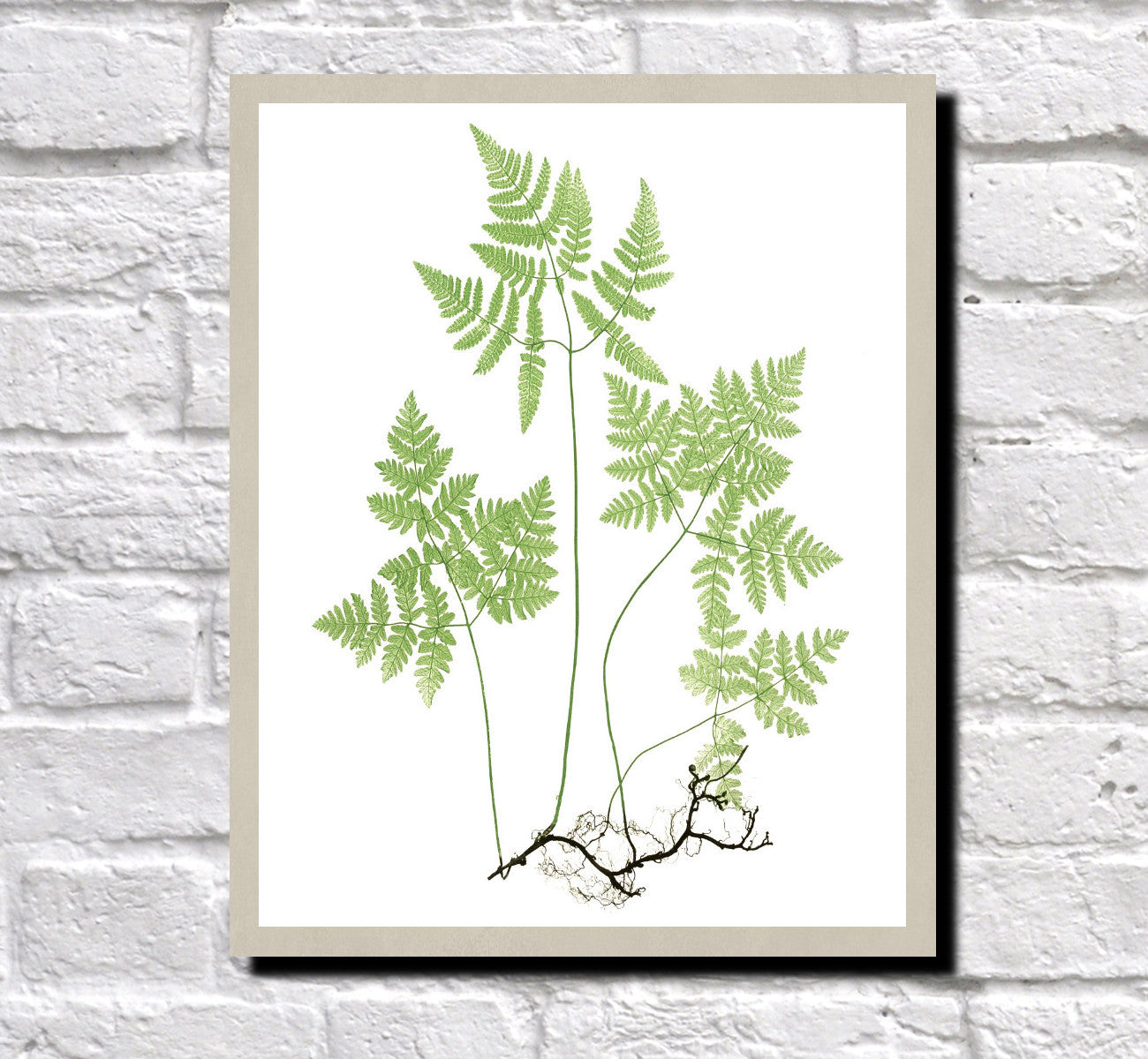 Fern Print Vintage Book Plate Poster Botanical Illustration Plant Art