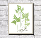 Fern Print Vintage Book Plate Poster Botanical Illustration Plant Art
