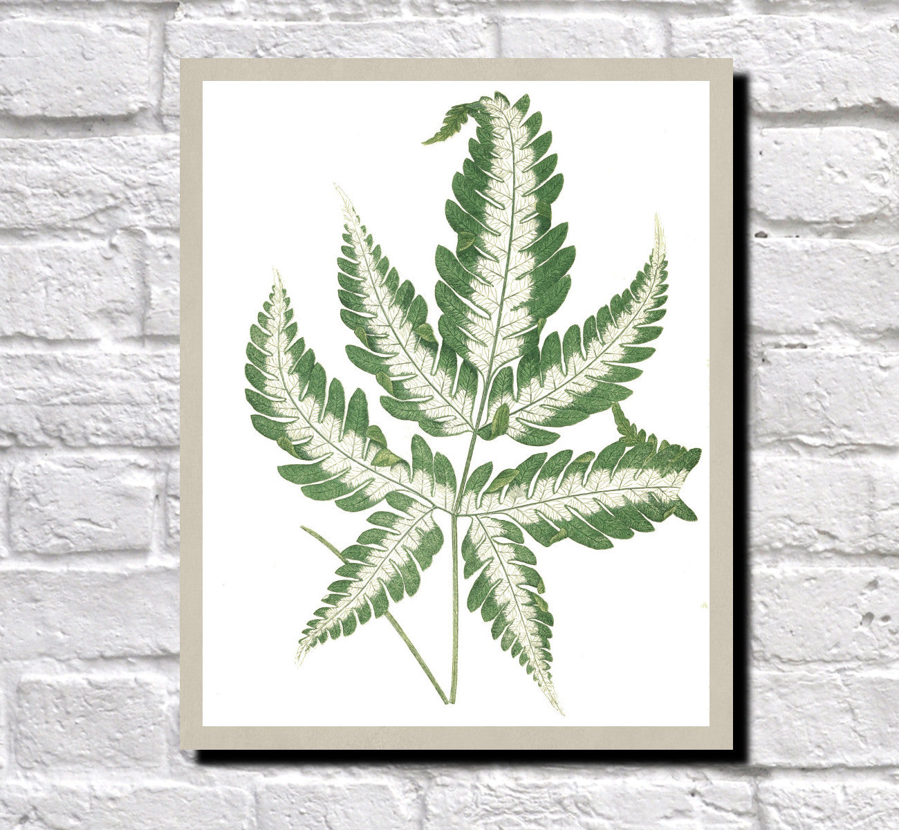 Silver Brake Fern Print Vintage Book Plate Poster Botanical Illustration Plant Art