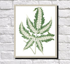 Silver Brake Fern Print Vintage Book Plate Poster Botanical Illustration Plant Art