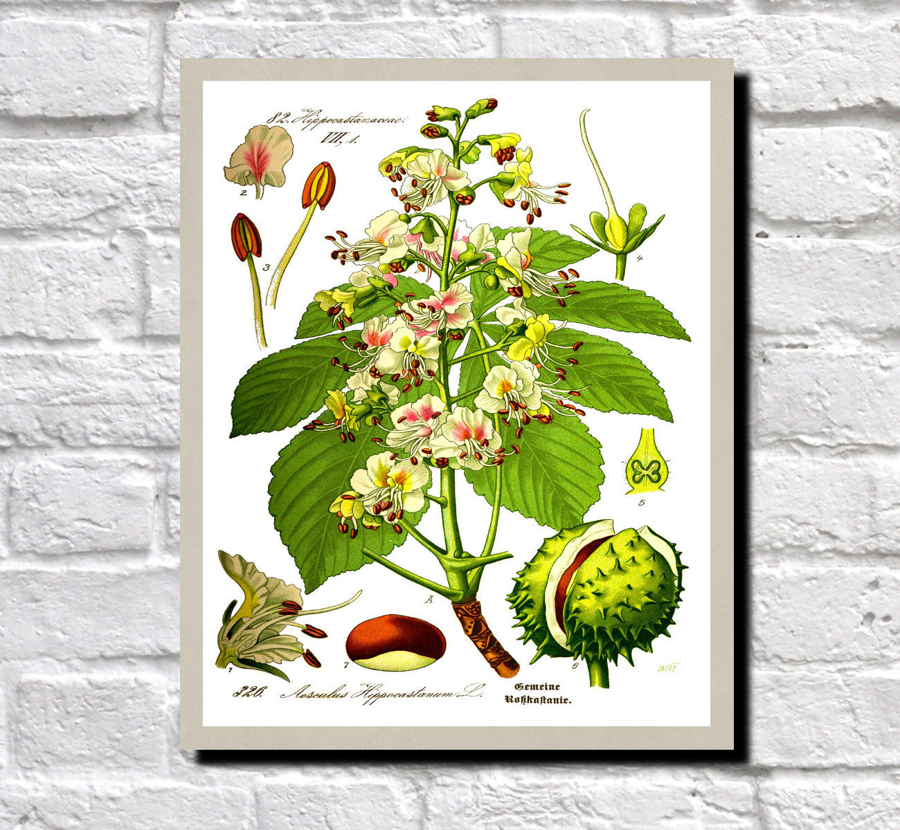 Horse Chestnut Print Vintage Book Plate Art Botanical Illustration
