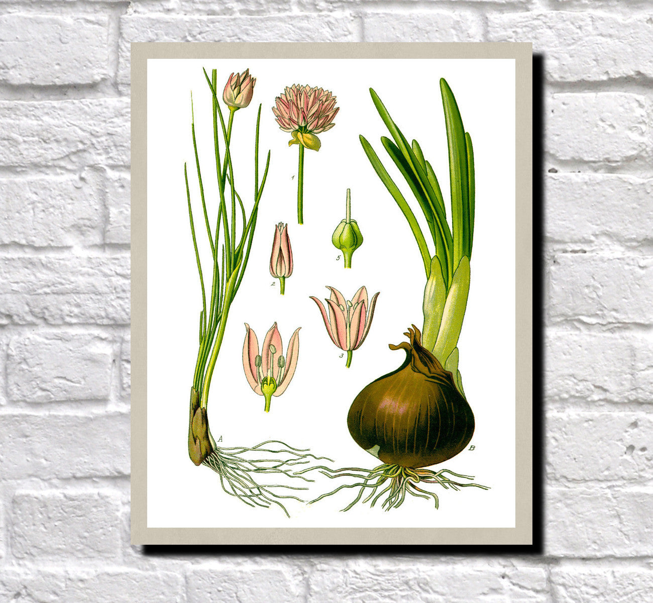 Chives, Onion Print Vintage Book Plate Art Botanical Illustration