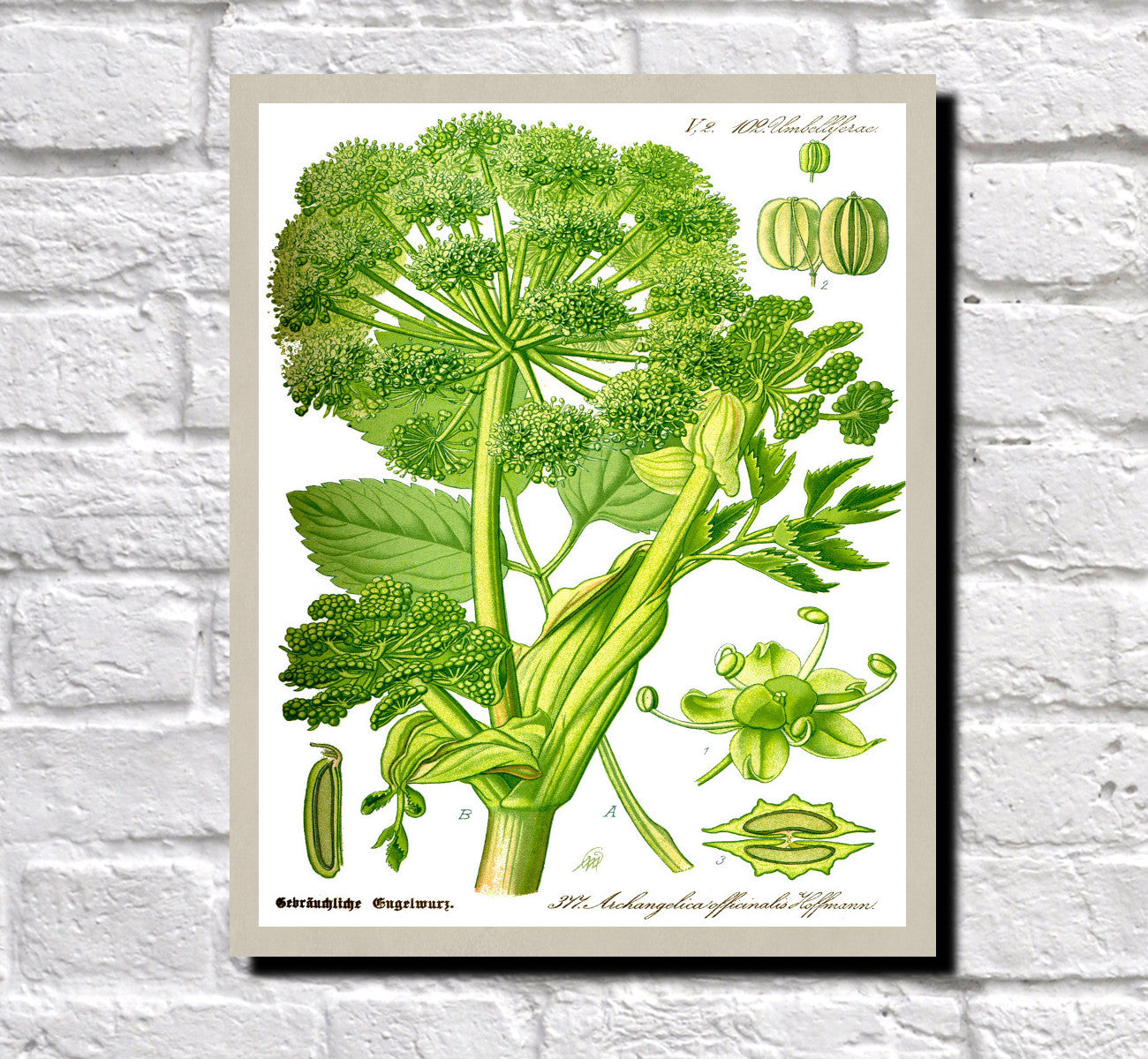 Wild Celery Print Vintage Book Plate Art Botanical Illustration