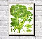 Wild Celery Print Vintage Book Plate Art Botanical Illustration