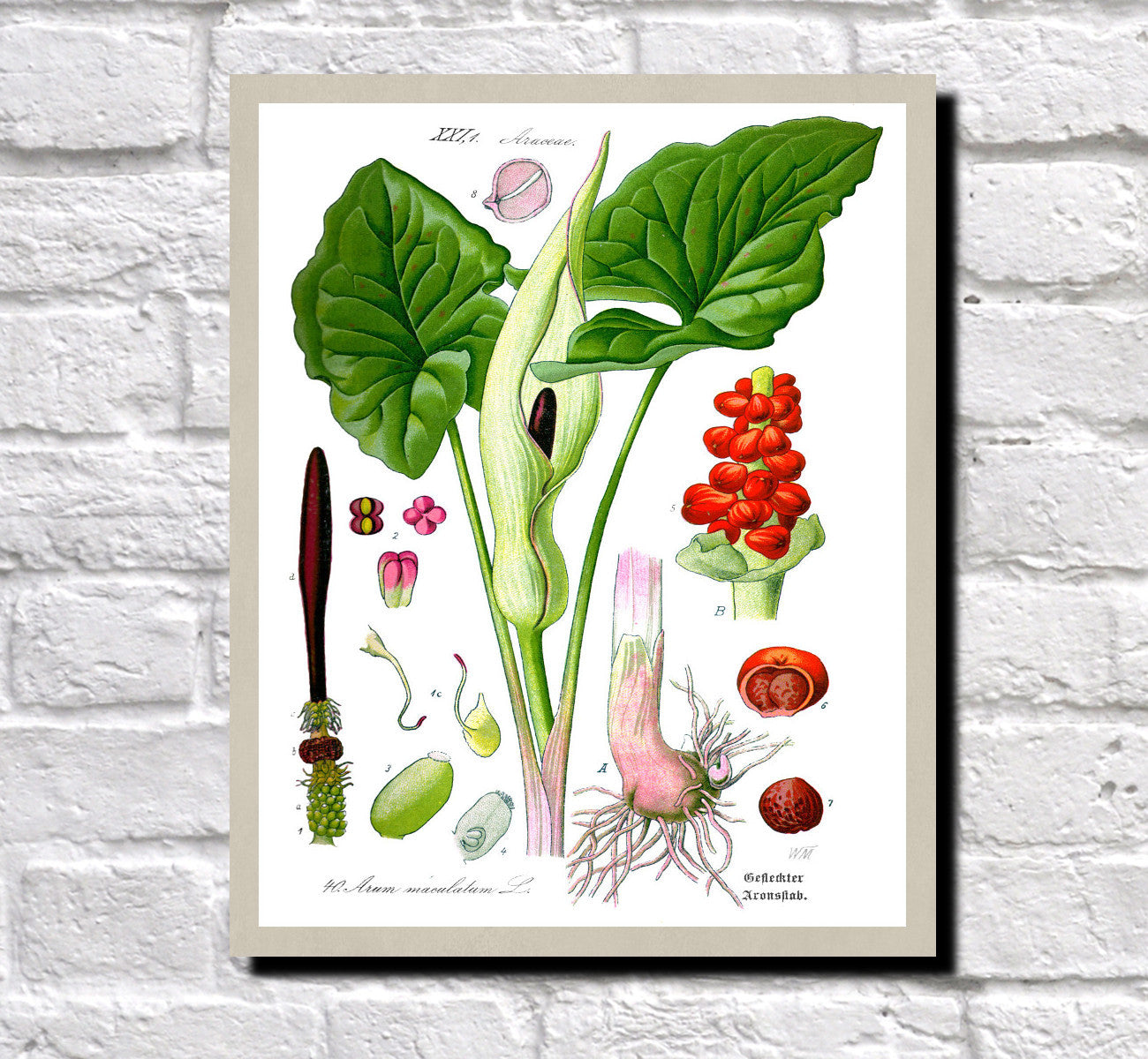 Arum Lilies Print Vintage Book Flowers Plate Art Botanical Illustration