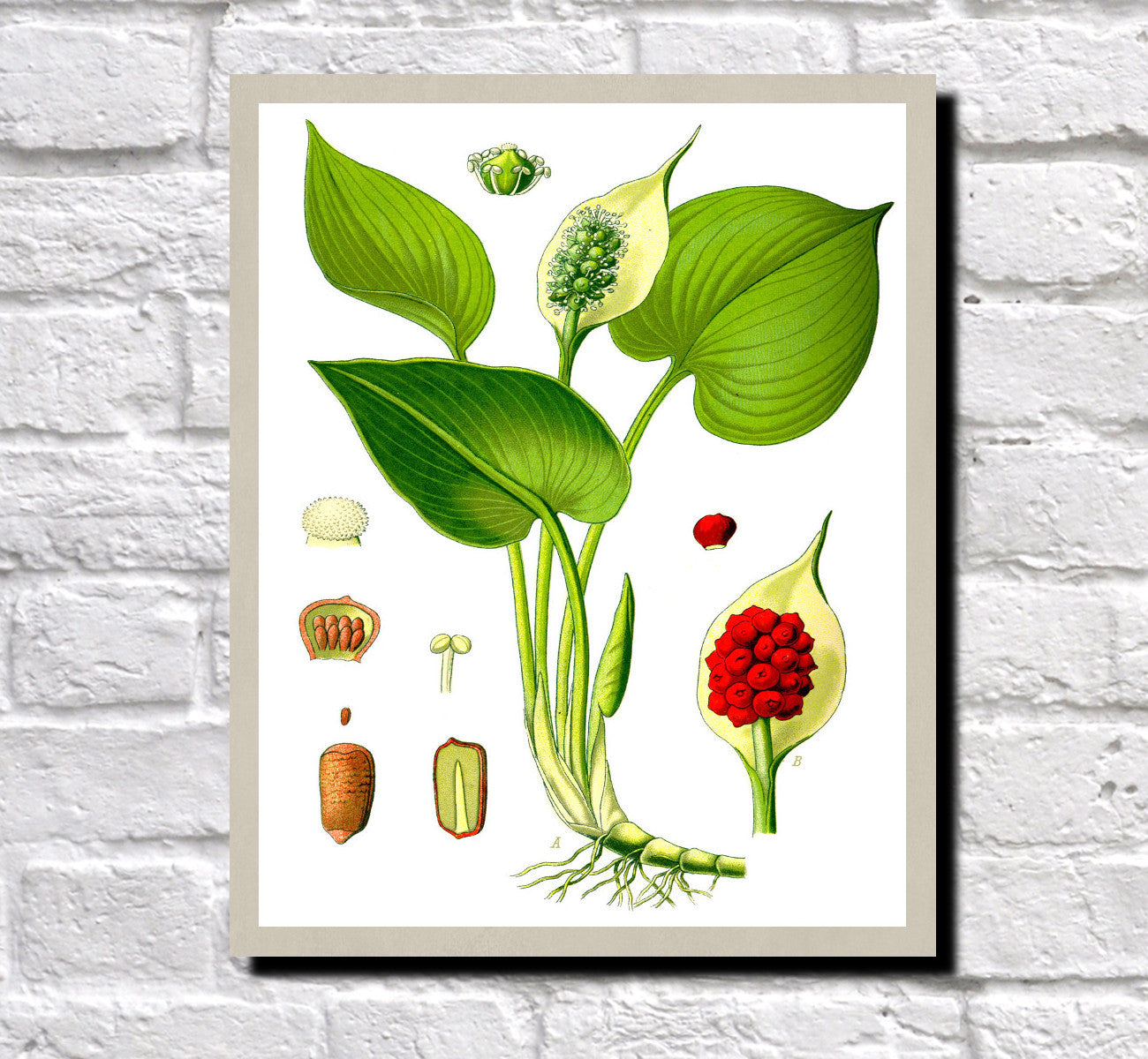 Arum Lily Print Vintage Book Flowers Plate Art Botanical Illustration