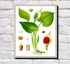 Arum Lily Print Vintage Book Flowers Plate Art Botanical Illustration