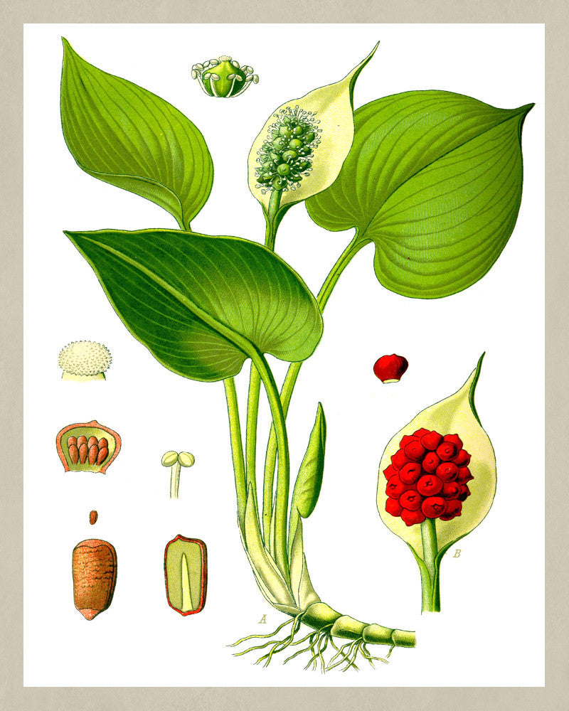 Arum Lily Print Vintage Book Flowers Plate Art Botanical Illustration