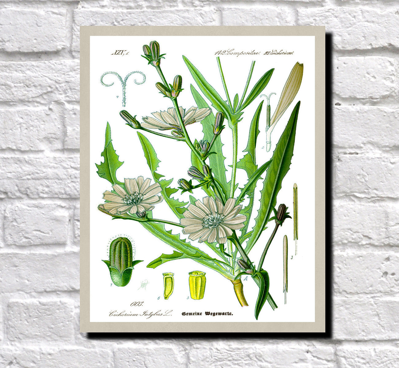 Chicory Print Vintage Book Plate Art Botanical Illustration