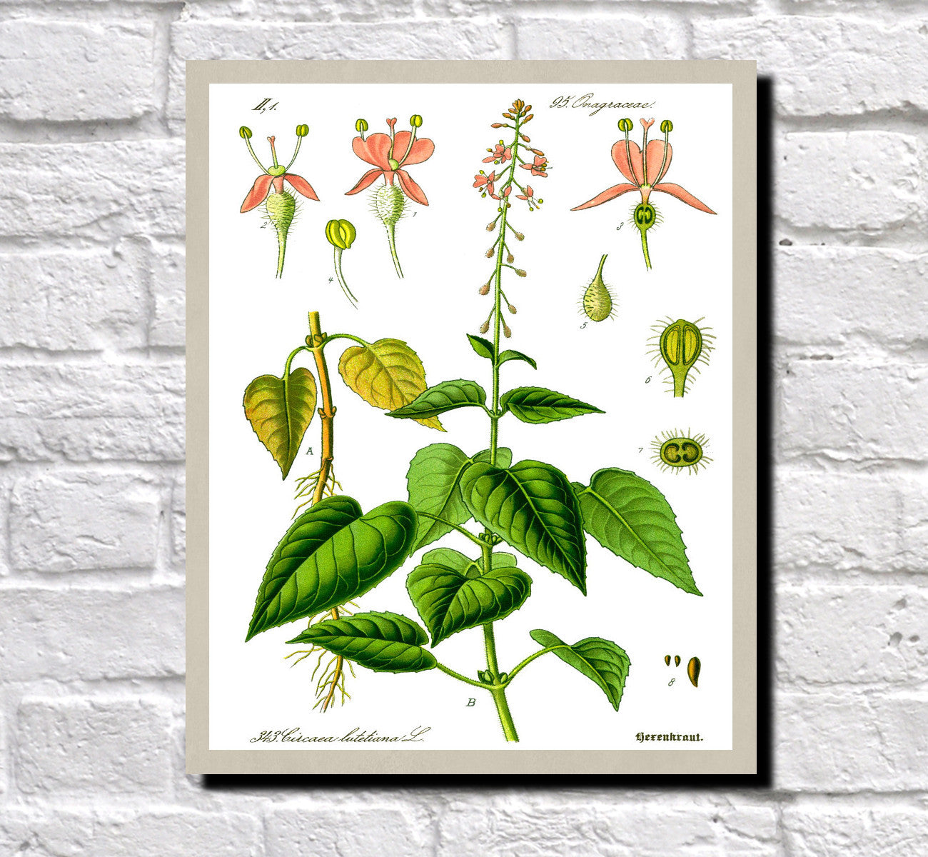 Enchanter's Nightshade Print Vintage Book Plate Art Botanical Illustration