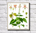 Enchanter's Nightshade Print Vintage Book Plate Art Botanical Illustration