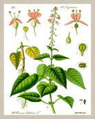 Enchanter's Nightshade Print Vintage Book Plate Art Botanical Illustration