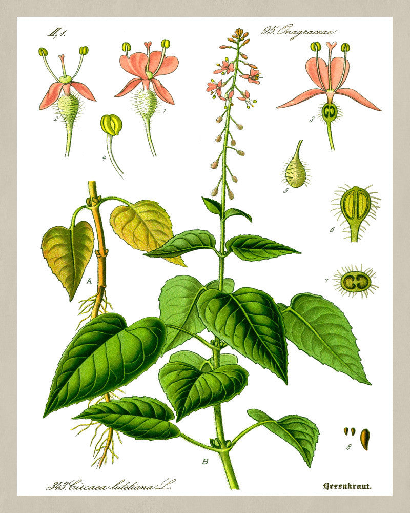Enchanter's Nightshade Print Vintage Book Plate Art Botanical Illustration