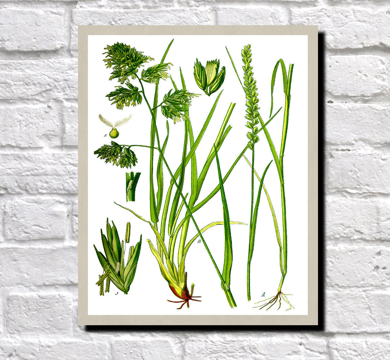 Cock's Foot Print Vintage Book Plate Art Botanical Illustration