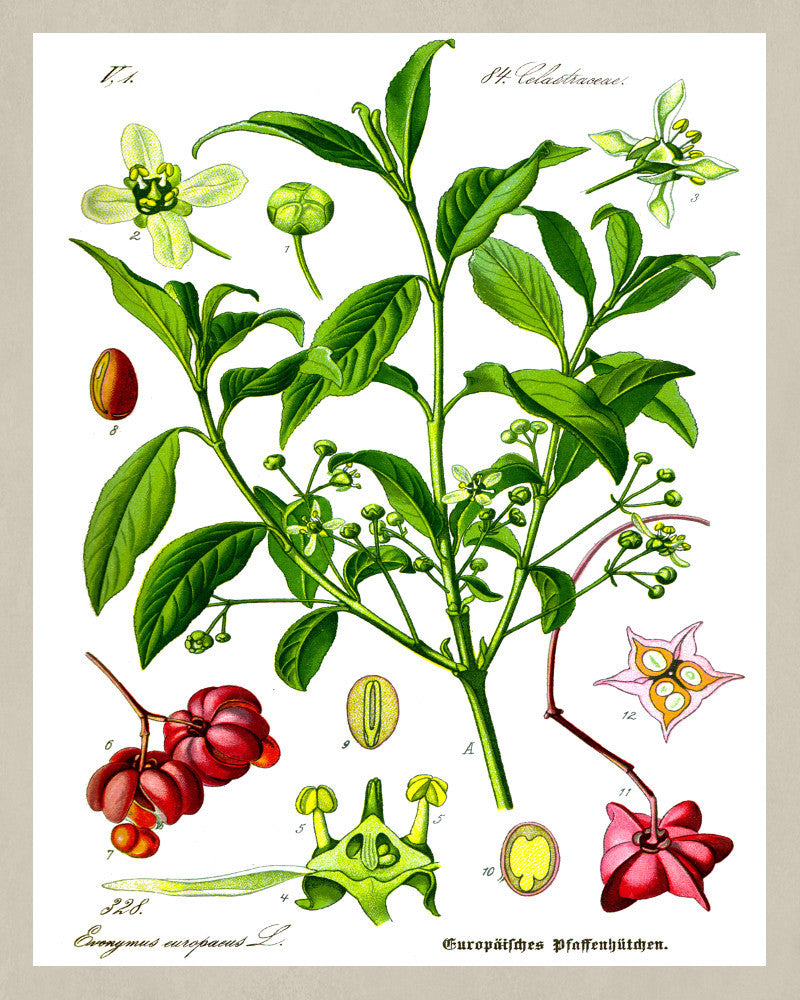 Euonymus Print Vintage Book Plate Art Botanical Illustration