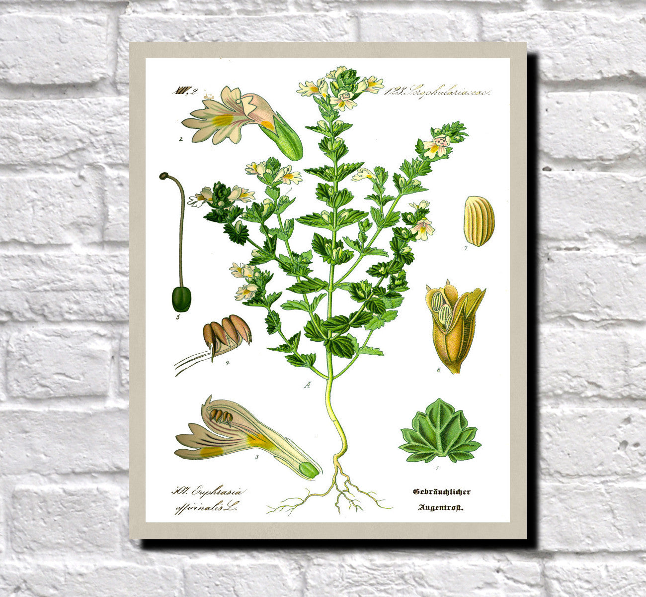 Eyebright Print Vintage Book Plate Art Botanical Illustration