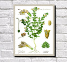 Eyebright Print Vintage Book Plate Art Botanical Illustration