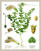 Eyebright Print Vintage Book Plate Art Botanical Illustration
