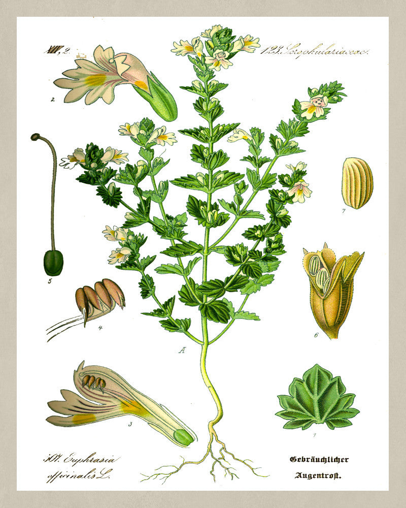 Eyebright Print Vintage Book Plate Art Botanical Illustration