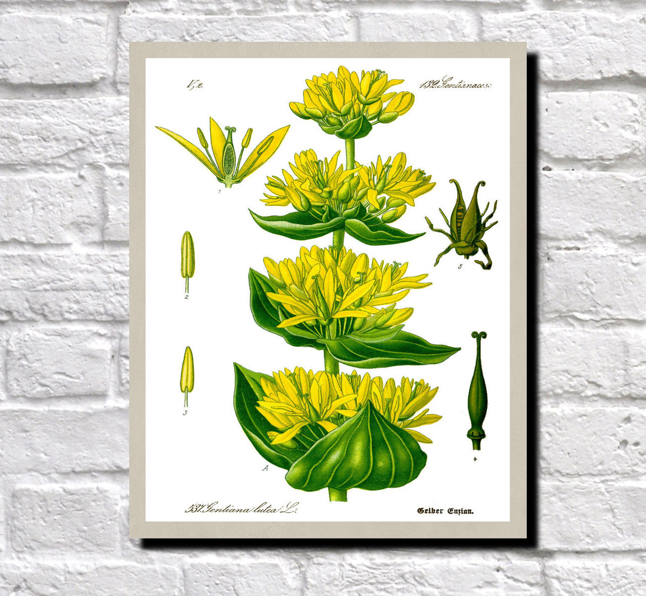Yellow Gentian Print Vintage Book Plate Art Botanical Illustration