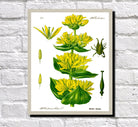 Yellow Gentian Print Vintage Book Plate Art Botanical Illustration