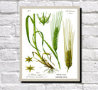 Barley Print Vintage Book Plate Art Botanical Illustration