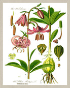 Martagon Lily Print Vintage Book Plate Art Botanical Illustration