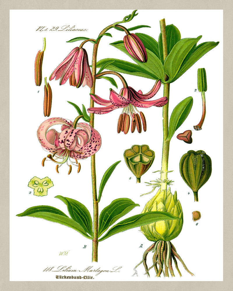 Martagon Lily Print Vintage Book Plate Art Botanical Illustration