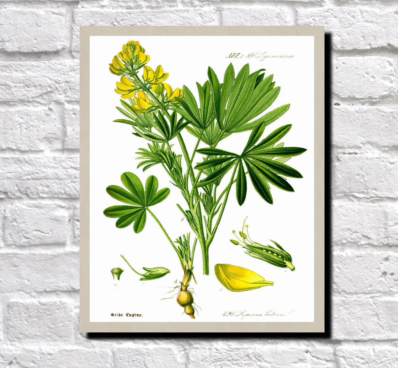 Yellow Lupin Print Vintage Book Plate Art Botanical Illustration