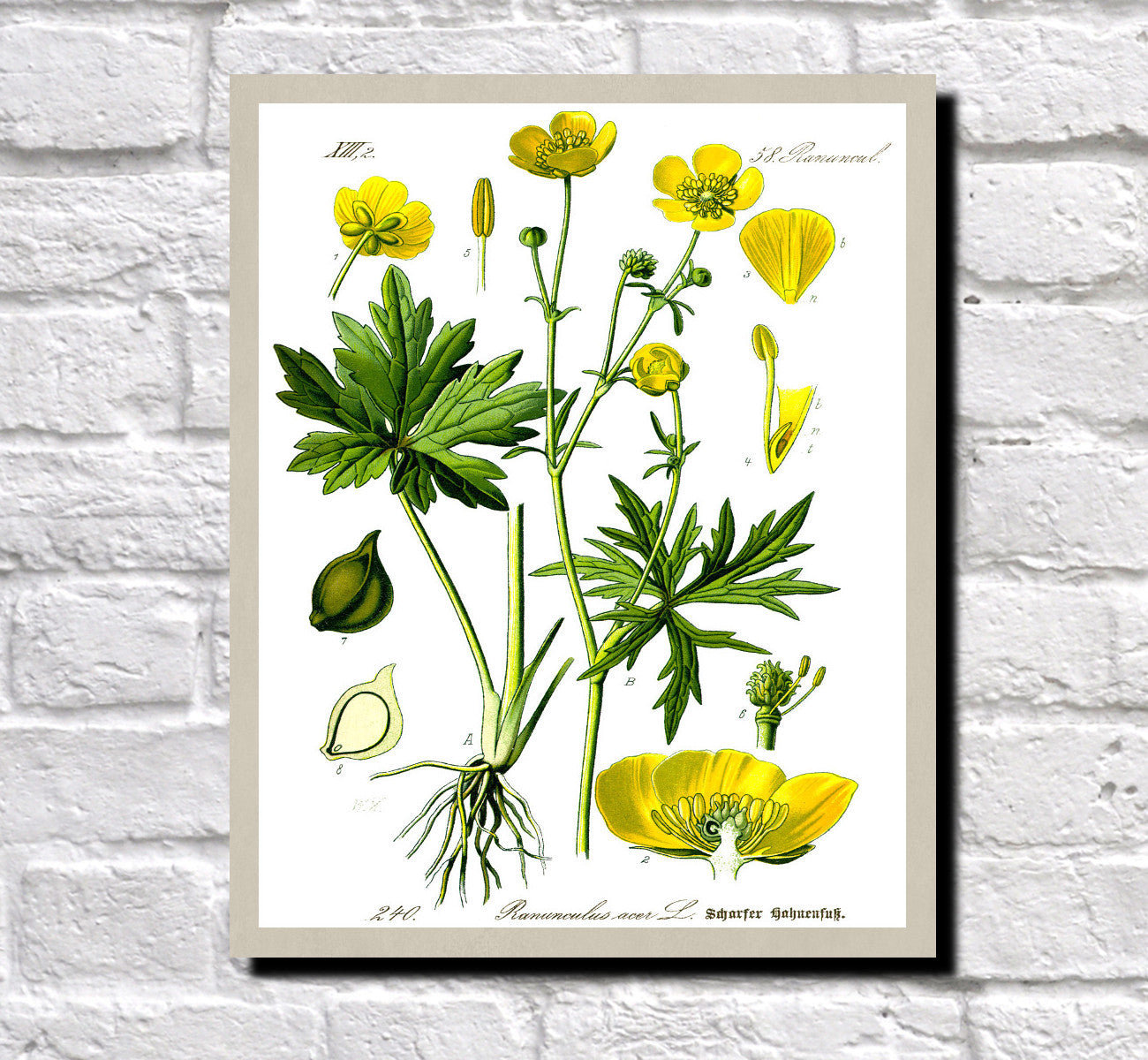 Meadow Buttercup Print Vintage Book Plate Art Botanical Illustration