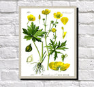 Meadow Buttercup Print Vintage Book Plate Art Botanical Illustration