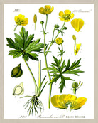 Meadow Buttercup Print Vintage Book Plate Art Botanical Illustration