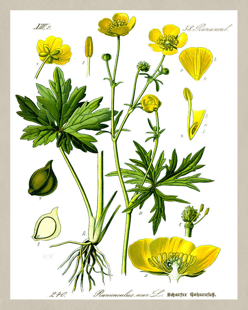 Meadow Buttercup Print Vintage Book Plate Art Botanical Illustration
