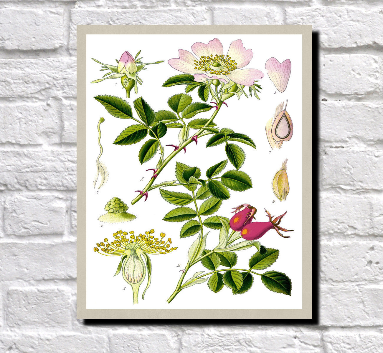 Dog Rose Print Vintage Book Plate Art Botanical Illustration