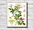 Dog Rose Print Vintage Book Plate Art Botanical Illustration