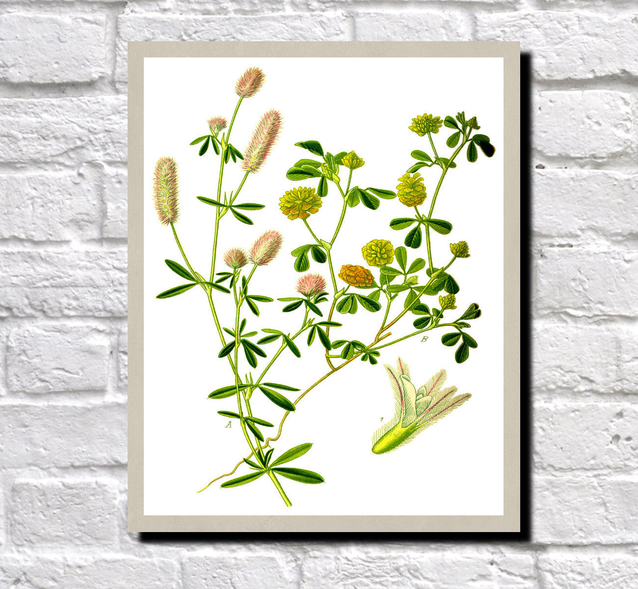 Field Clover Print Vintage Book Plate Art Botanical Illustration