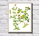 Field Clover Print Vintage Book Plate Art Botanical Illustration