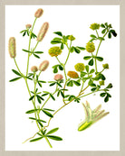 Field Clover Print Vintage Book Plate Art Botanical Illustration