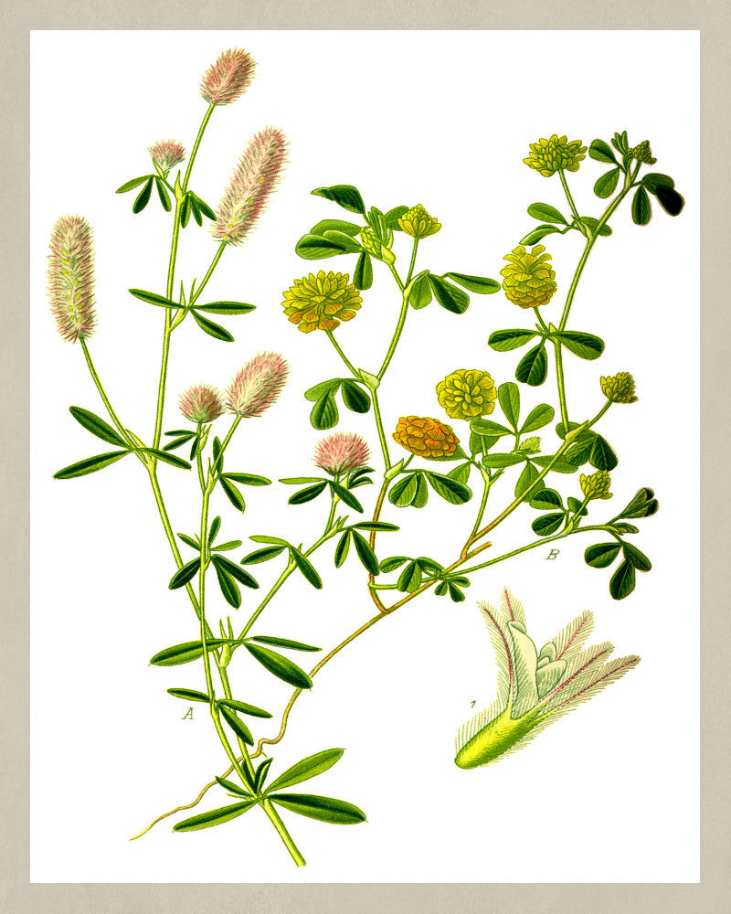 Field Clover Print Vintage Book Plate Art Botanical Illustration