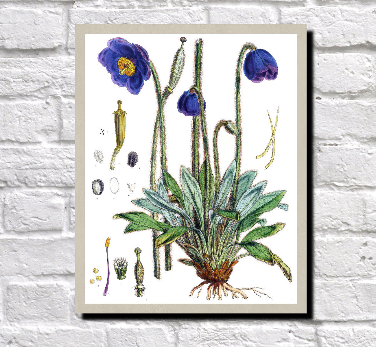 Blue Poppy Print Vintage Book Plate Art Botanical Illustration