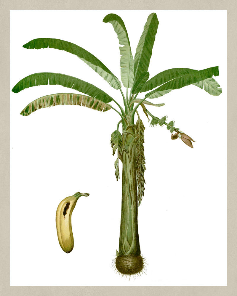 Banana Plant Print Vintage Book Plate Art Botanical Illustration