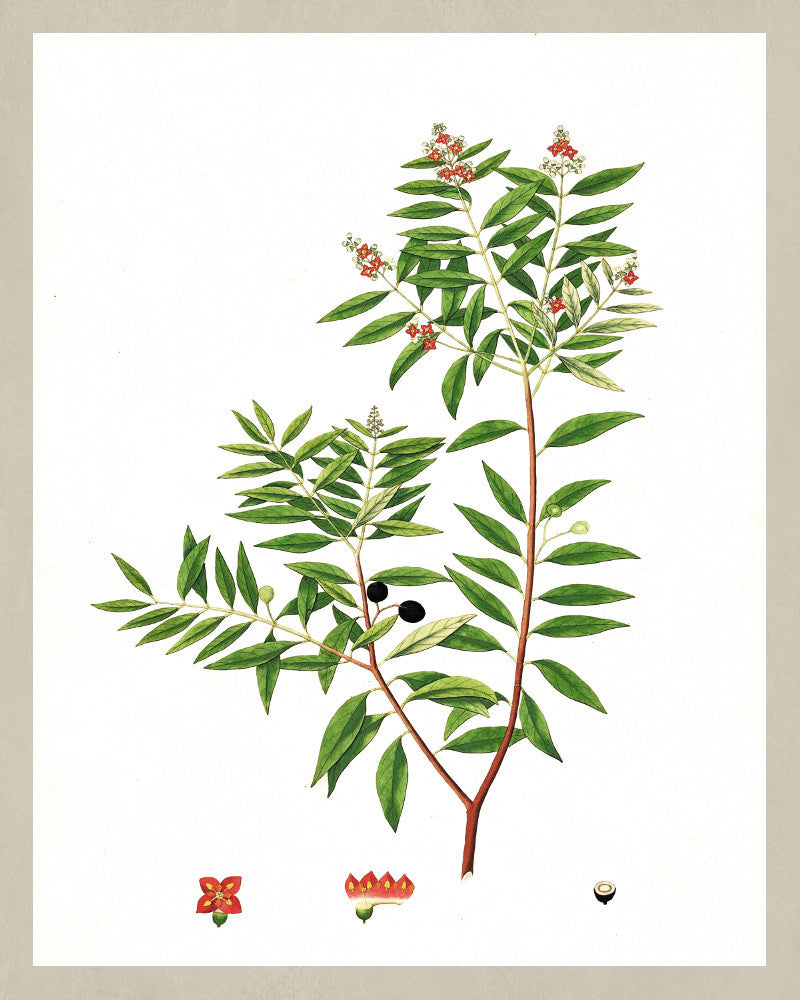 Indian Sandalwood Print Vintage Book Plate Art Botanical Illustration