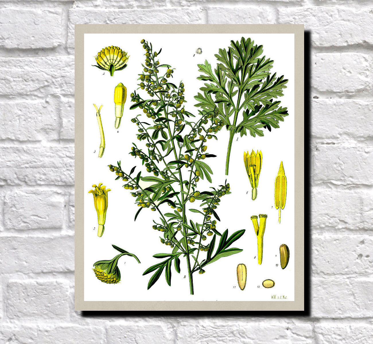 Absinthe Wormwood Print Vintage Book Plate Art Botanical Illustration